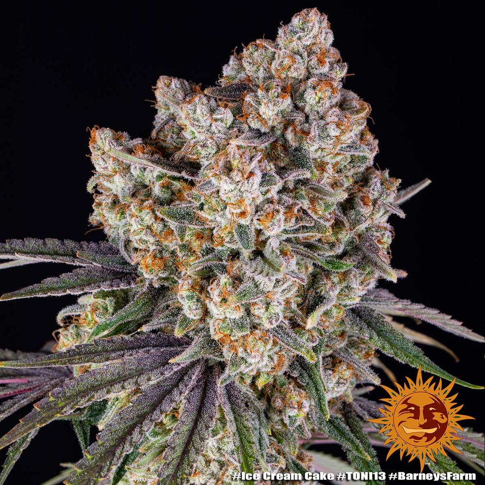 Barney's Farm - Ice Cream Cake - Semi Di Cannabis Femminizzati