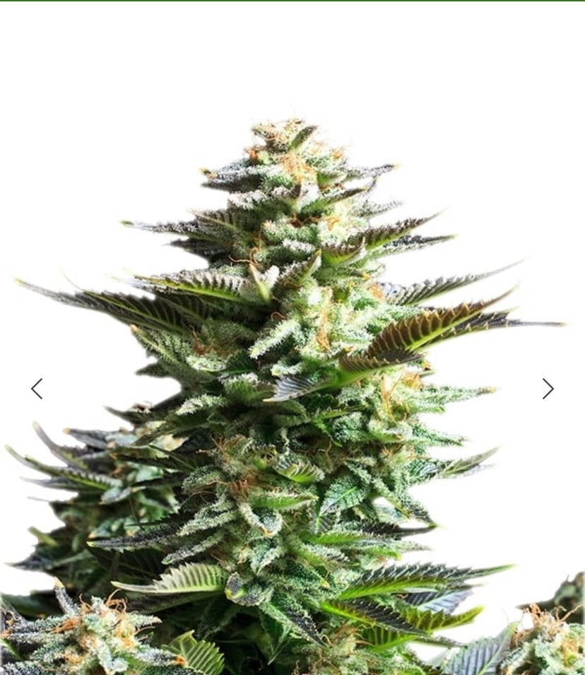 AMNESIA HAZE ROYAL QUEEN SEEDS FEM (Copy)