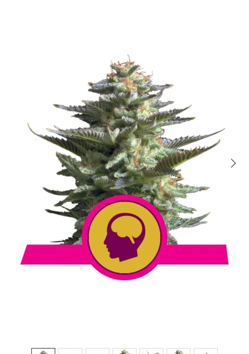 AMNESIA HAZE ROYAL QUEEN SEEDS FEM (Copy)