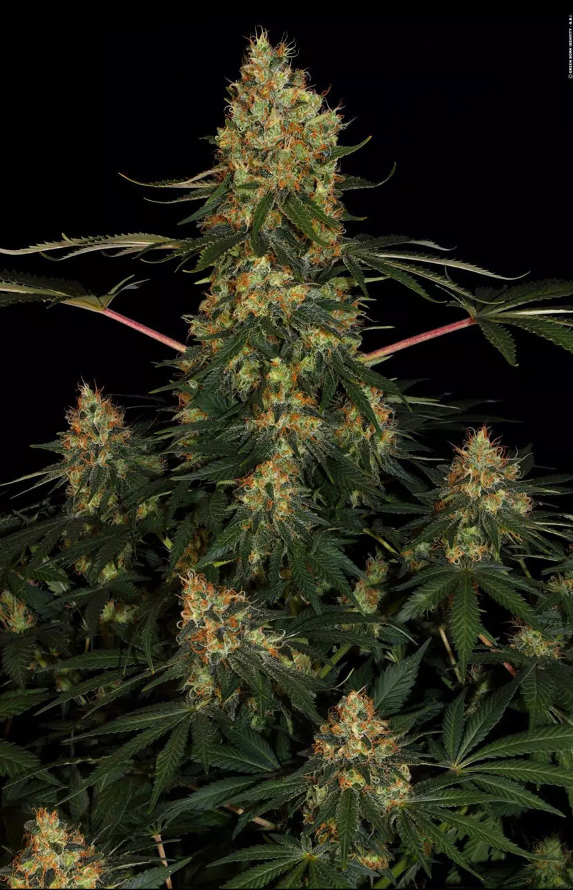 TALEE ORNAMENTALI DI CANNABIS  - CALIFORNIA GOLD - PARADISE SEEDS