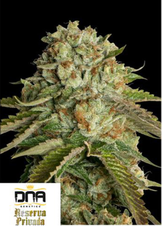 TALEE ORNAMENTALI - KOSHER KUSH - DNA GENETICS