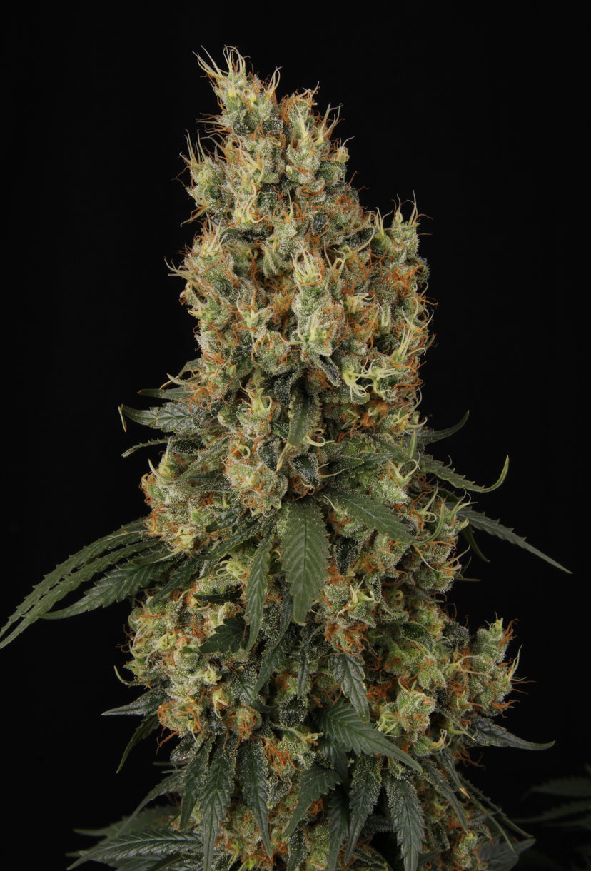 TALEA ORNAMENTALE - MENDOCINO SKUNK - PARADISE SEEDS