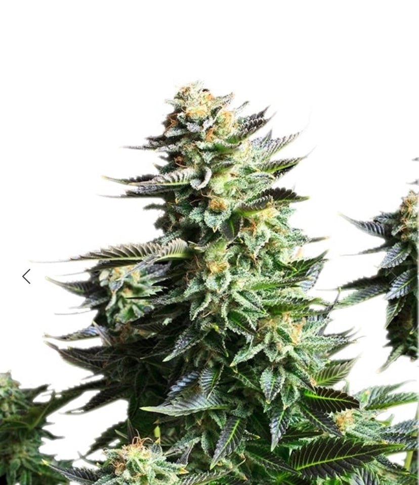 AMNESIA HAZE ROYAL QUEEN SEEDS FEM (Copy)