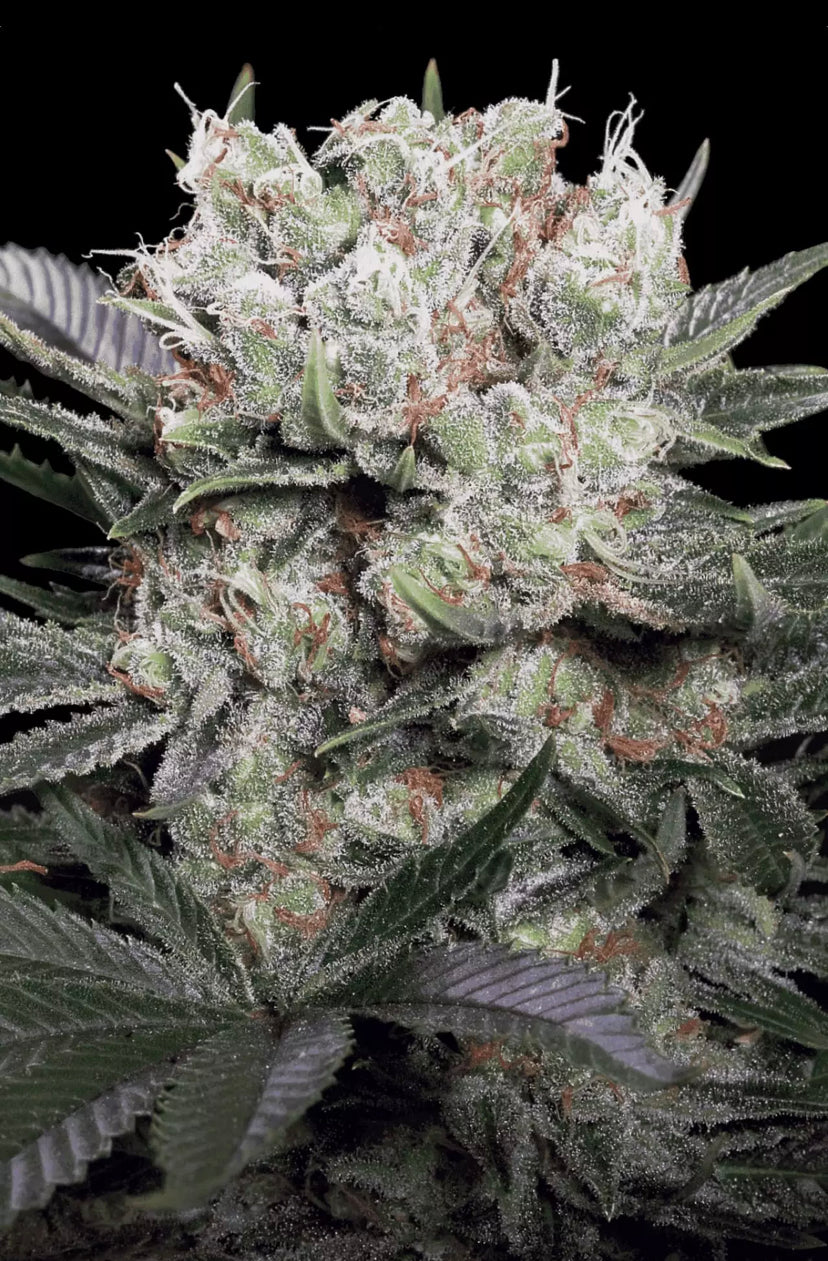 TALEE ORNAMENTALI DI CANNABIS  - CALIFORNIA GOLD - PARADISE SEEDS