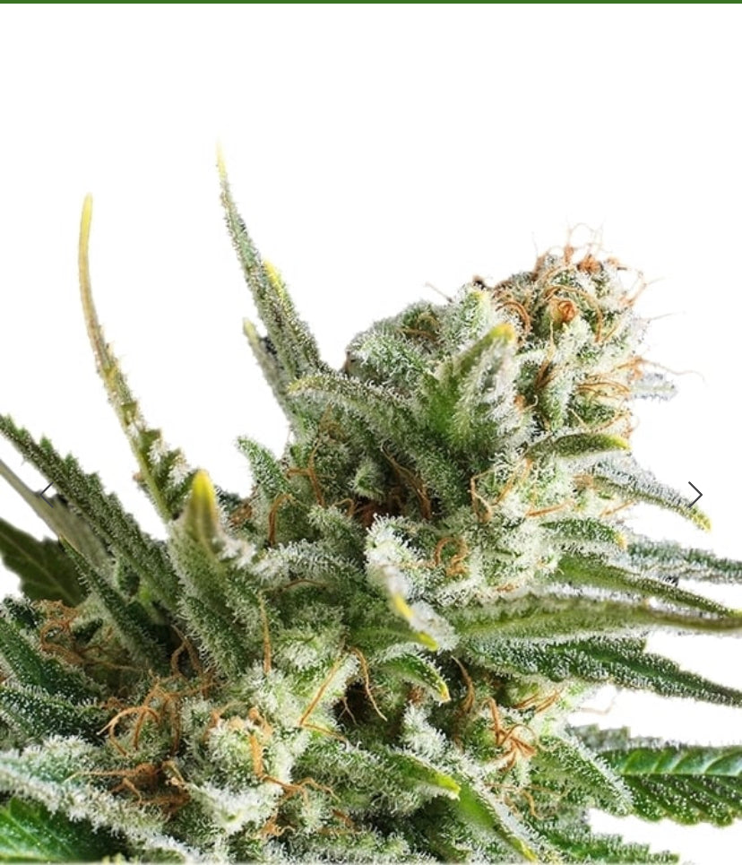 AMNESIA HAZE ROYAL QUEEN SEEDS FEM (Copy)