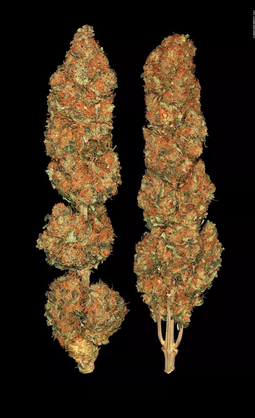 TALEE ORNAMENTALI DI CANNABIS  - CALIFORNIA GOLD - PARADISE SEEDS