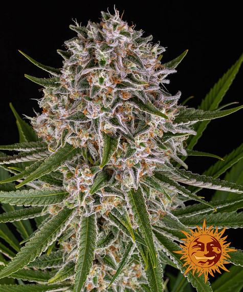 Barney's Farm - Lemon Haze Auto - Semi Di Cannabis Autofiorenti