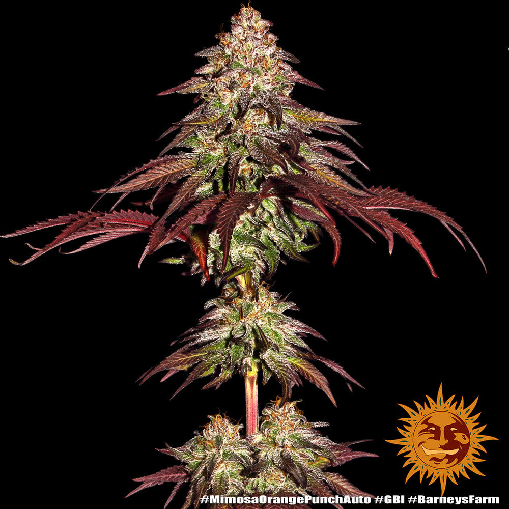 Barney's Farm - Mimosa x Orange Punch Auto - Semi Di Cannabis Autofiorenti