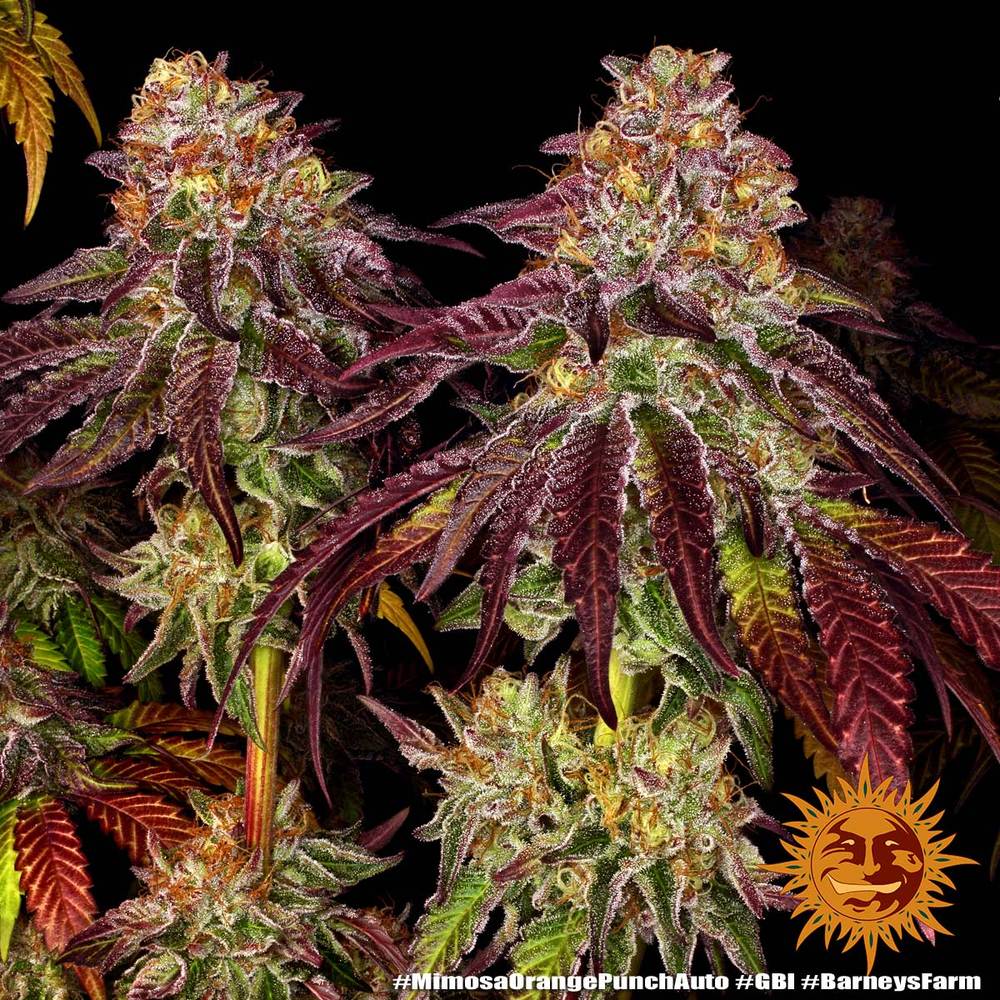 Barney's Farm - Mimosa x Orange Punch Auto - Semi Di Cannabis Autofiorenti