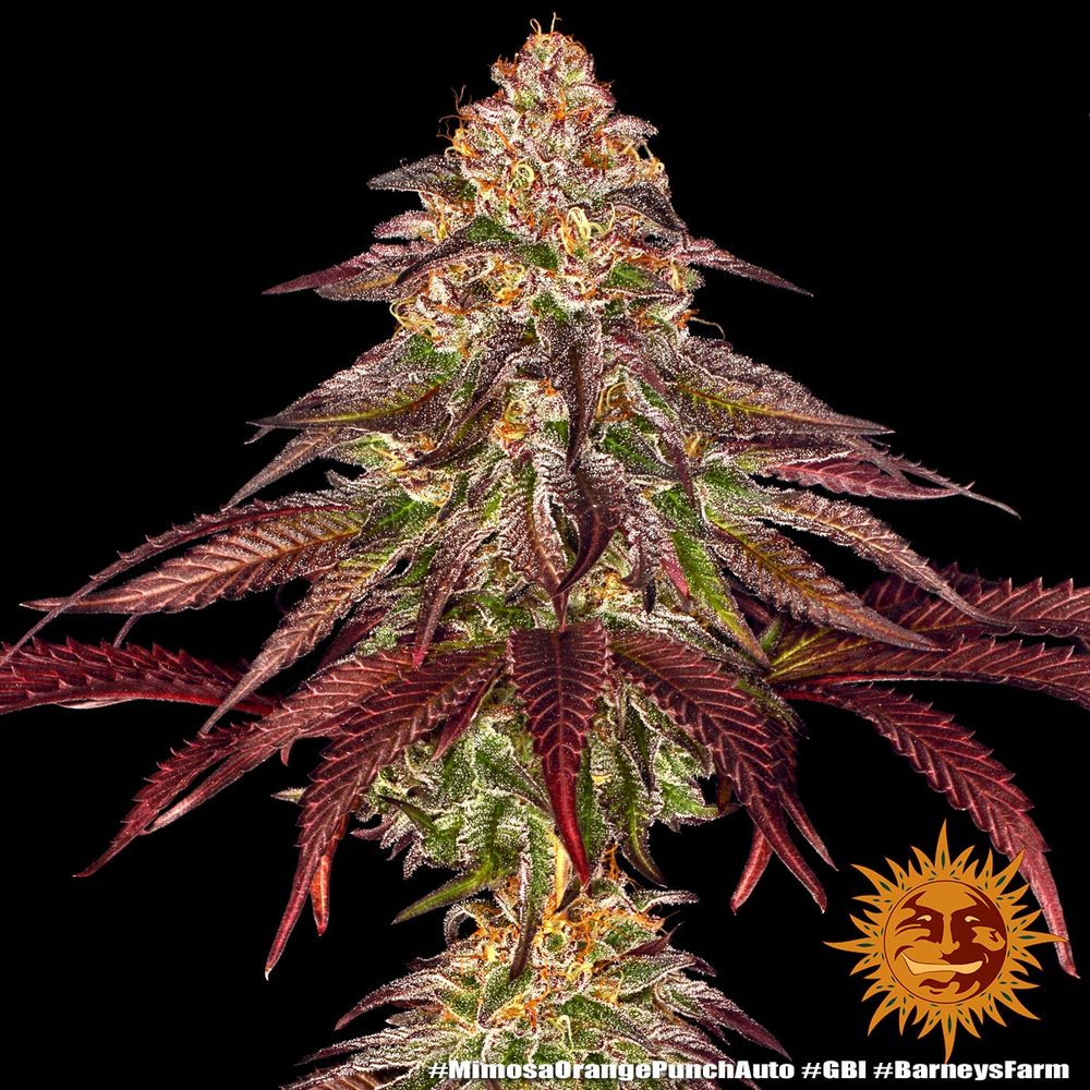 Barney's Farm - Mimosa x Orange Punch Auto - Semi Di Cannabis Autofiorenti