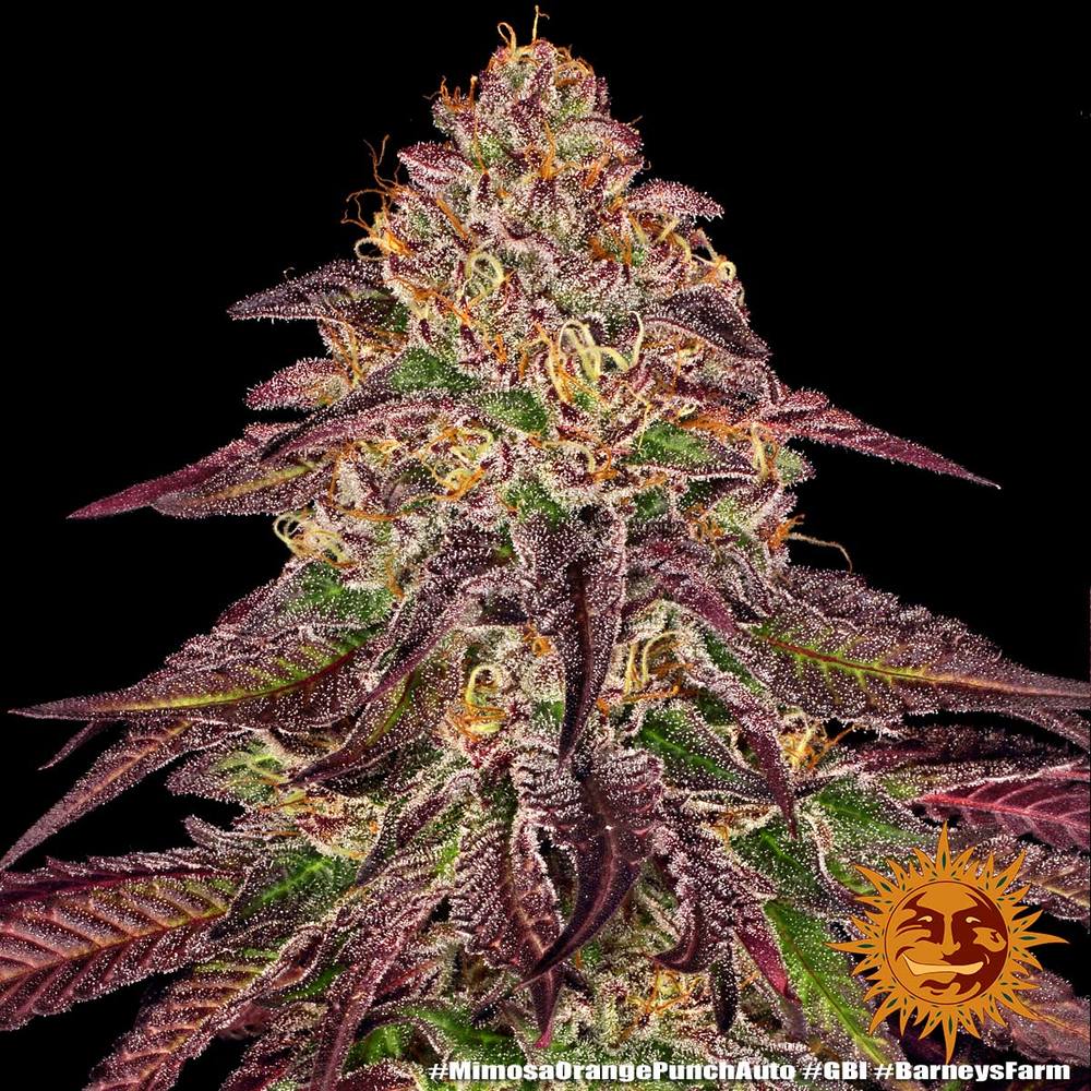 Barney's Farm - Mimosa x Orange Punch Auto - Semi Di Cannabis Autofiorenti