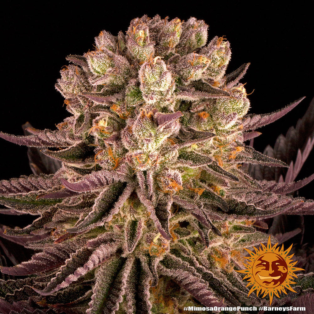 Barney's Farm - Mimosa x Orange Punch - Semi Di Cannabis Femminizzati