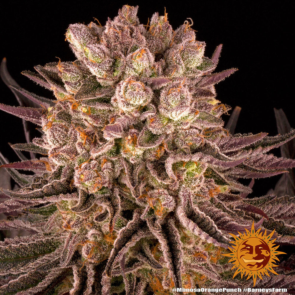 Barney's Farm - Mimosa x Orange Punch - Semi Di Cannabis Femminizzati