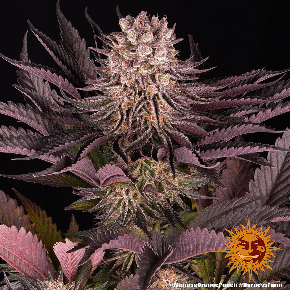 Barney's Farm - Mimosa x Orange Punch - Semi Di Cannabis Femminizzati