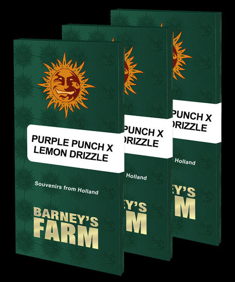 Barney's Farm - Purple Punch x Lemon drizzle - Semi Di Cannabis Femminizzati