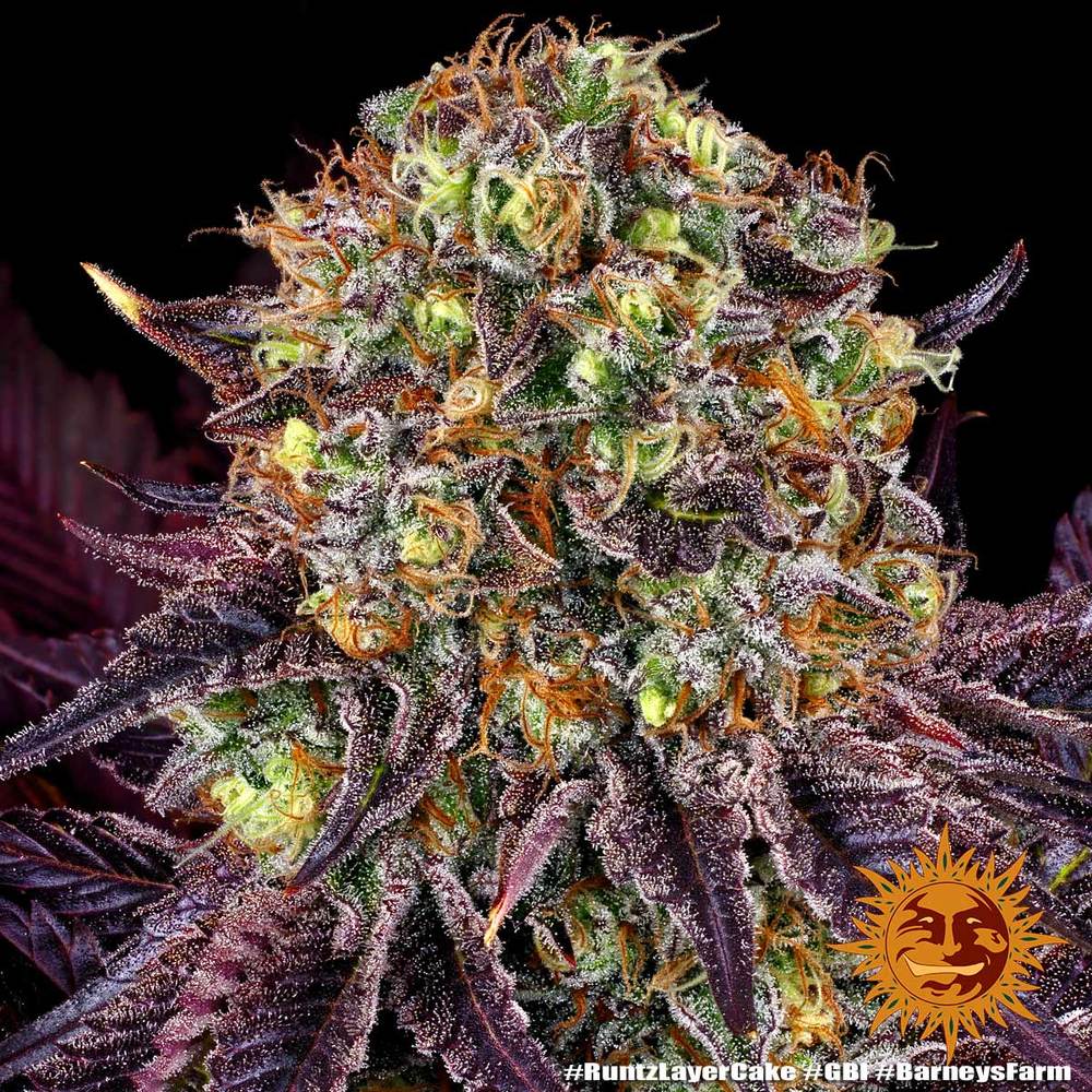 Semi Di Cannabis Femminizzati - Runtz x Layer Cake - Barney's Farm