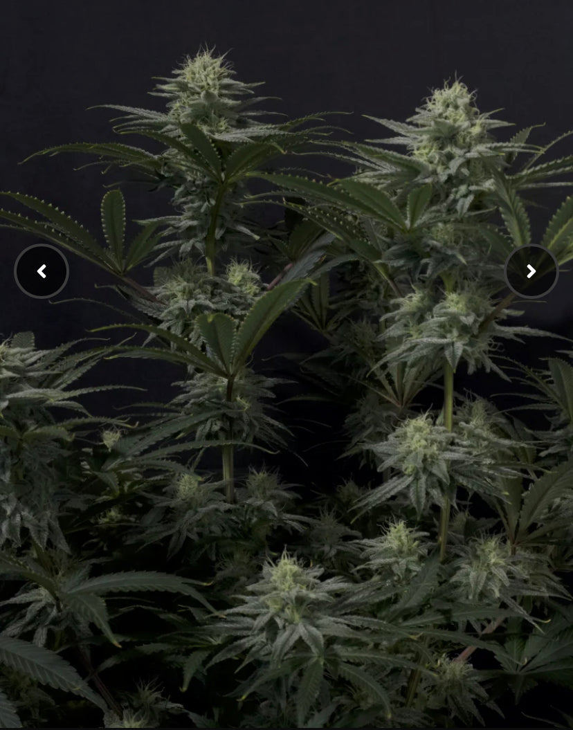 GG4 SHERBET FAST FLOWERING FAST BUD 420