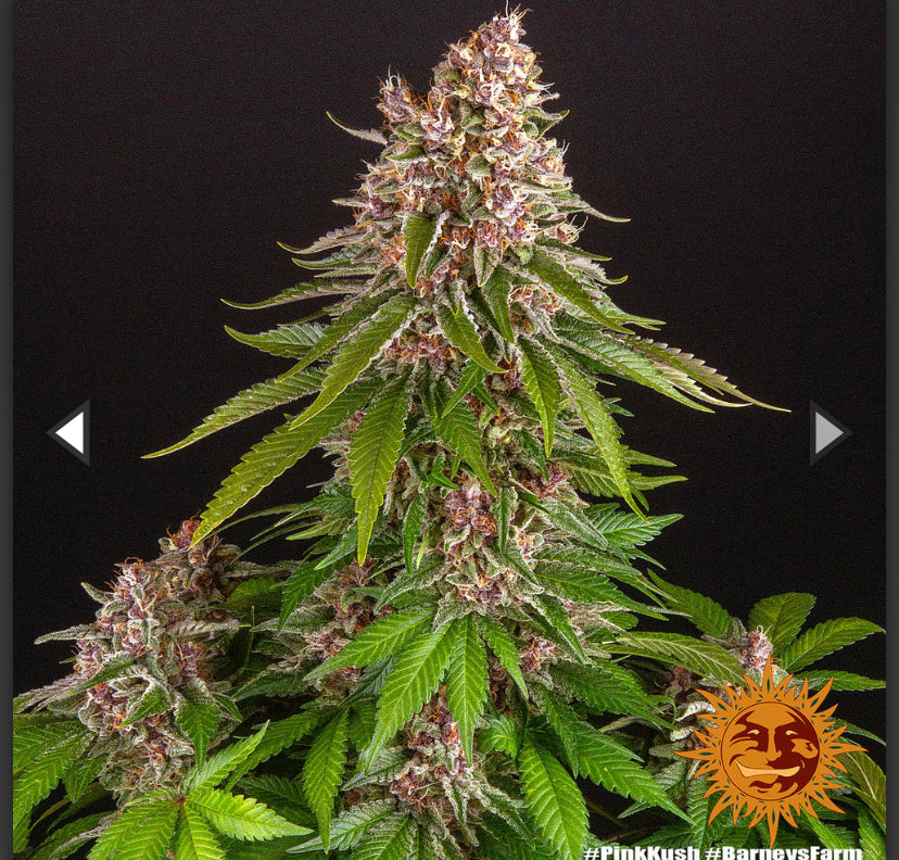 PINK KUSH BARNEY’S FARM FEM