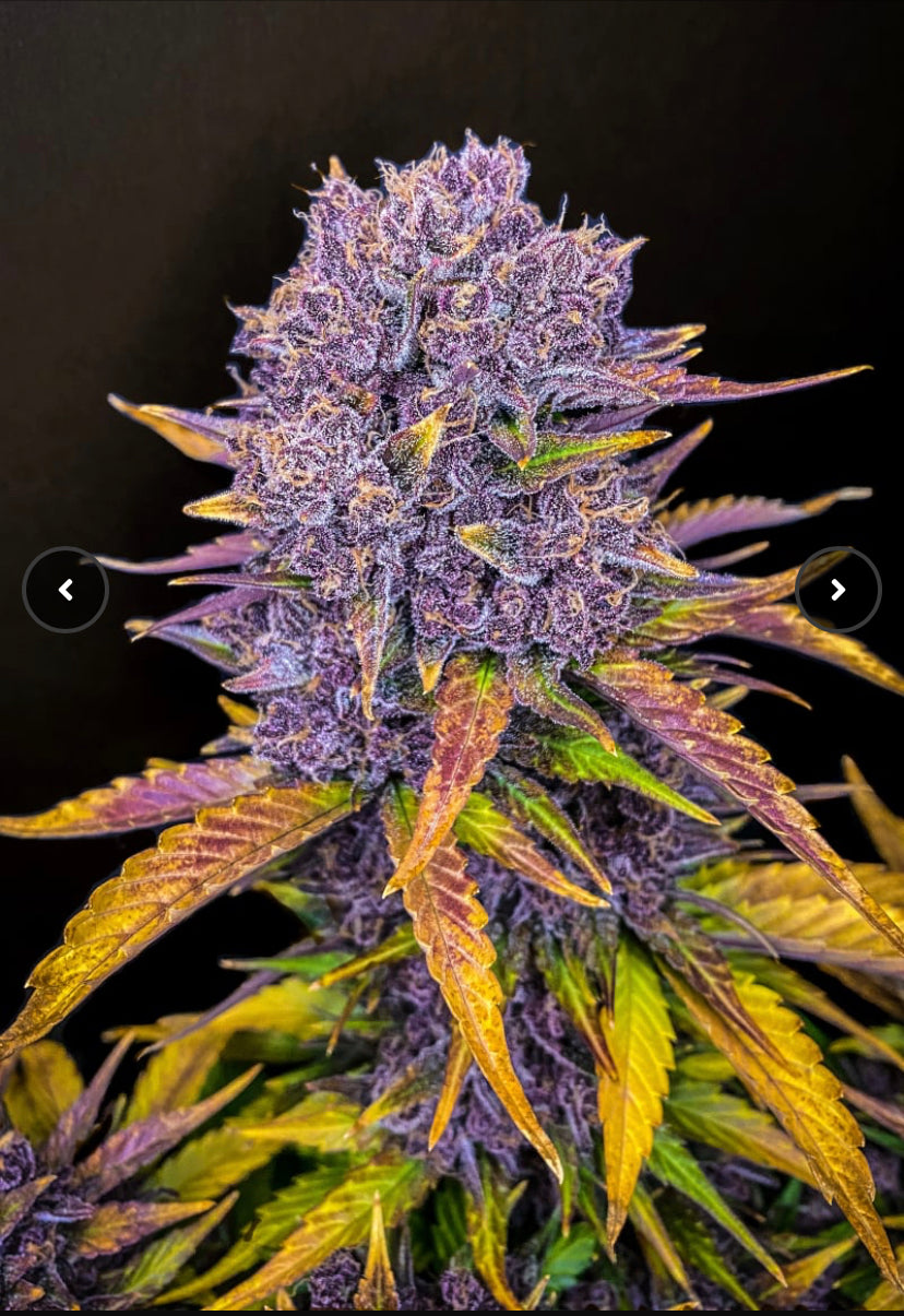 PURPLE LEMONADE AUTO FAST BUD 420