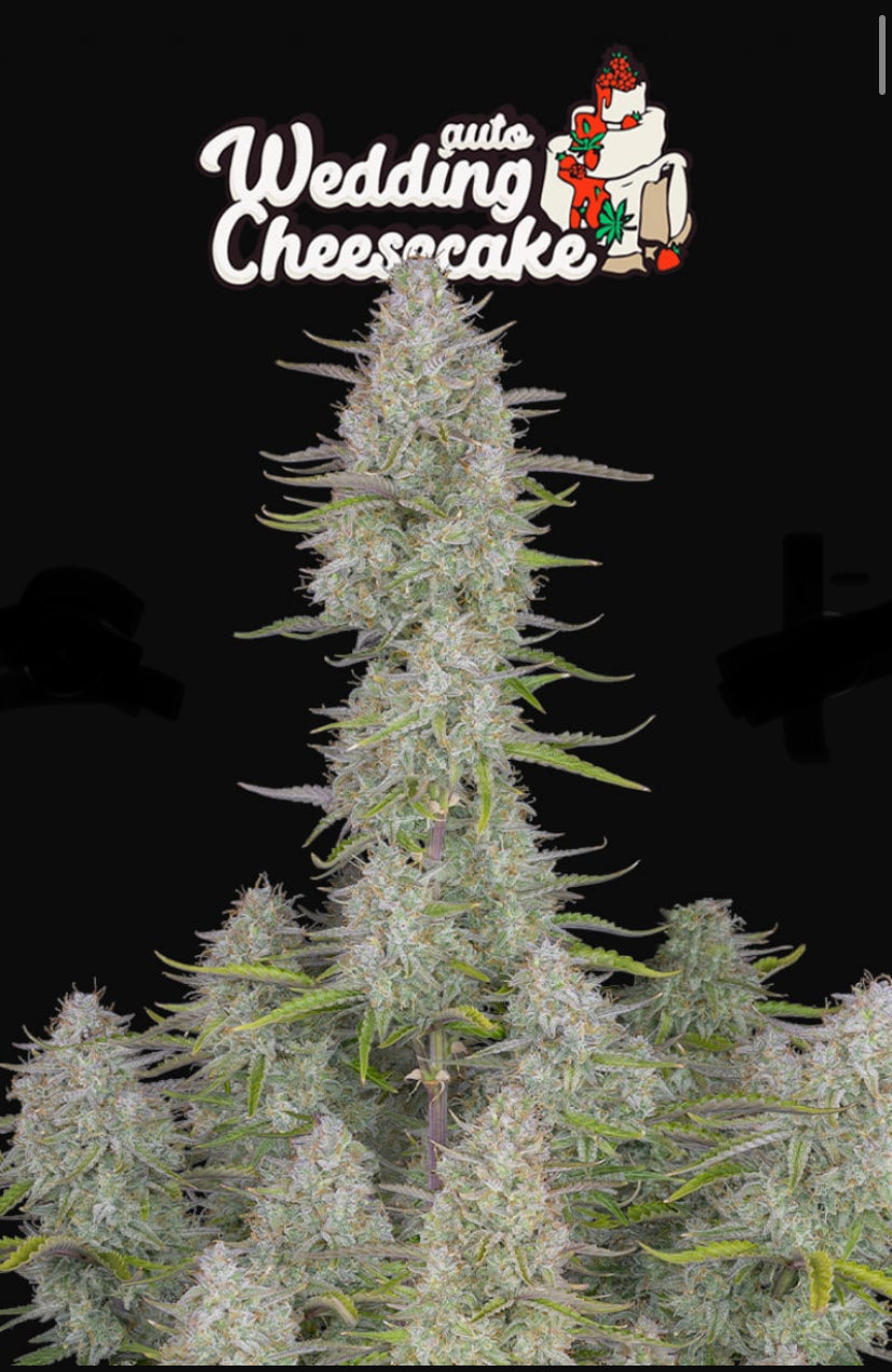 WEDDING CHEESECAKE AUTO FAST BUD 420