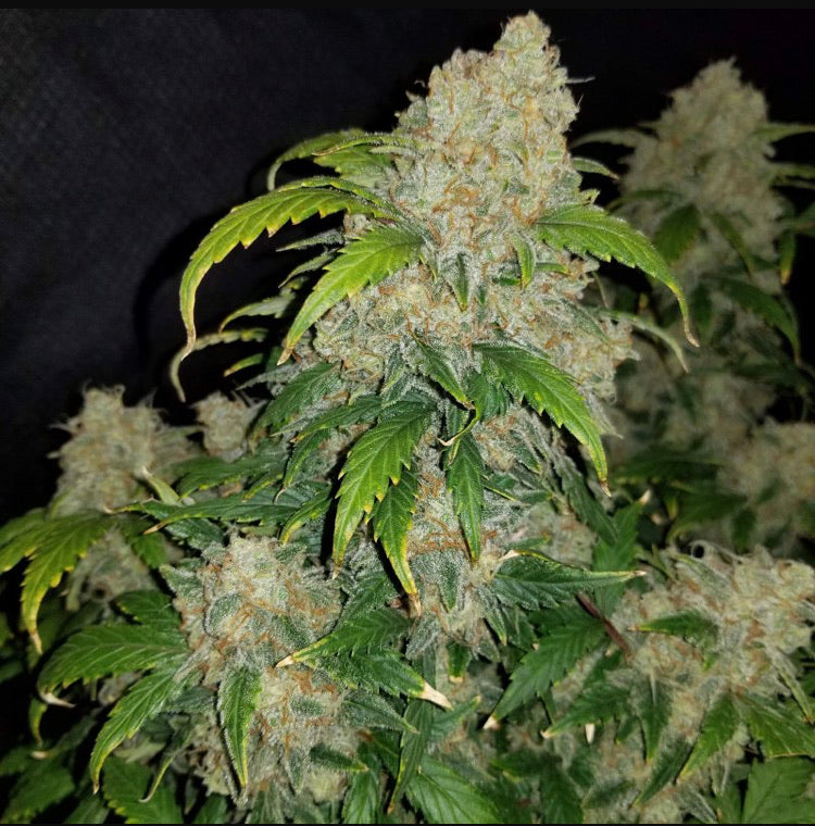 ZKITTLEZ AUTO FAST BUD 420