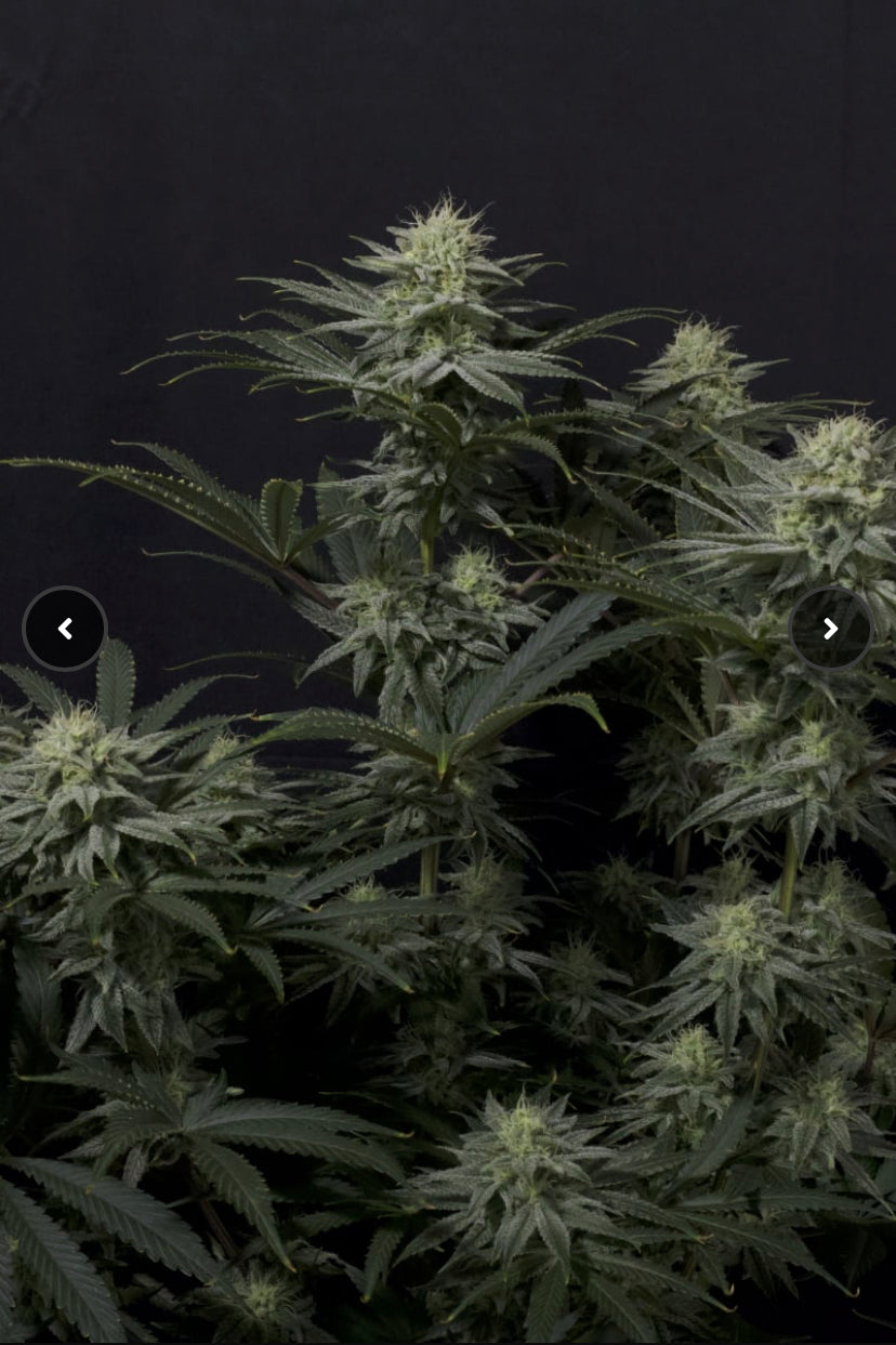 GG4 SHERBET FAST FLOWERING FAST BUD 420