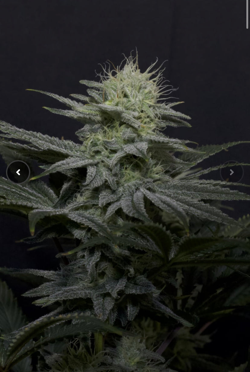 GG4 SHERBET FAST FLOWERING FAST BUD 420