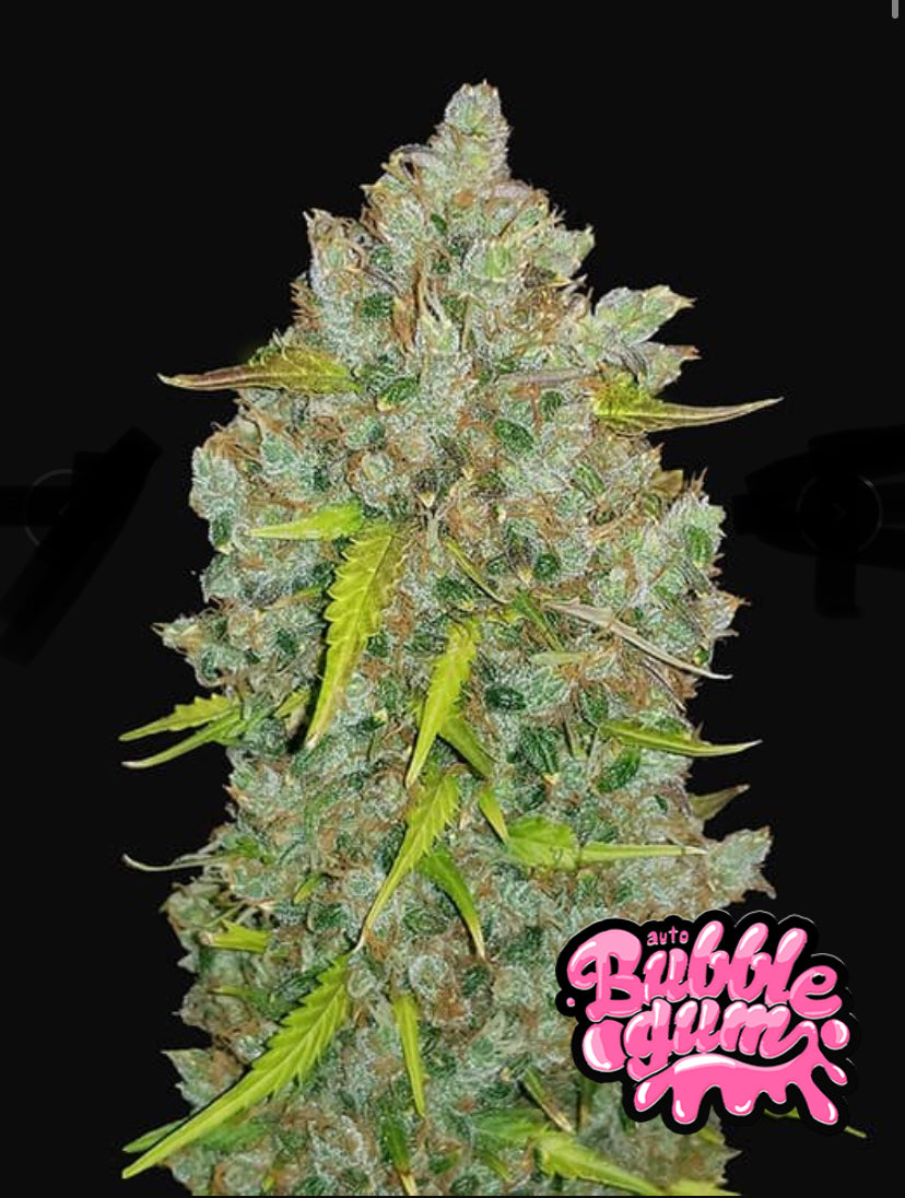 BUBBLE GUM AUTO FAST BUD 420