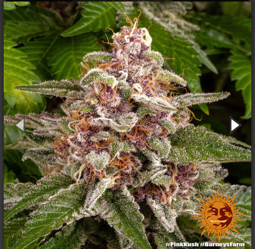 PINK KUSH BARNEY’S FARM FEM