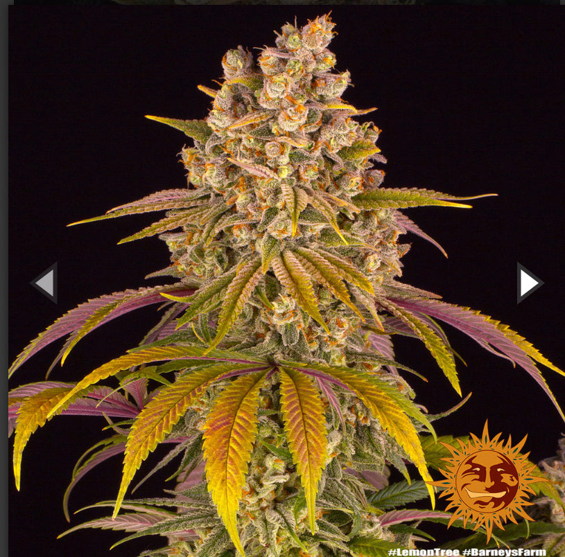 Semi Di Cannabis Femminizzati - Lemon Tree - Braney's Farm