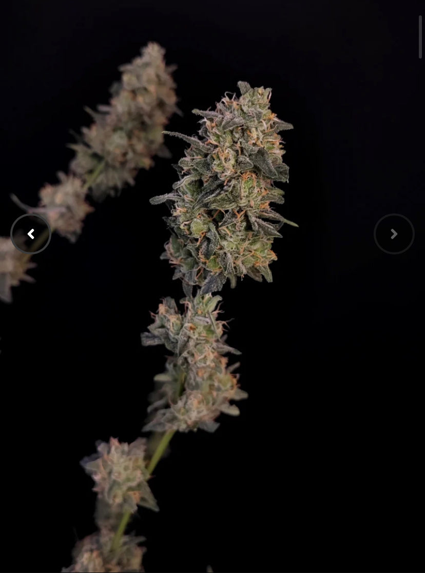 BUBBLE GUM AUTO FAST BUD 420