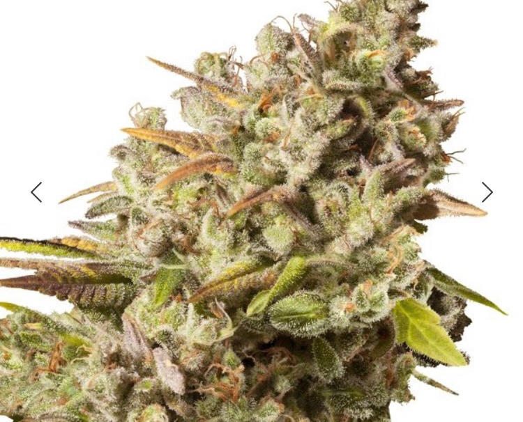 ROYAL GORILLA ROYAL QUEEN SEEDS FEM