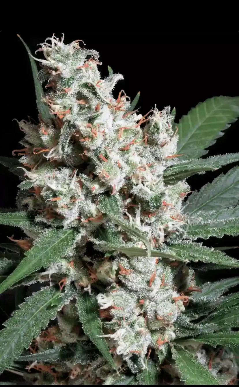 L.A. AMNESIA PARADISE SEEDS