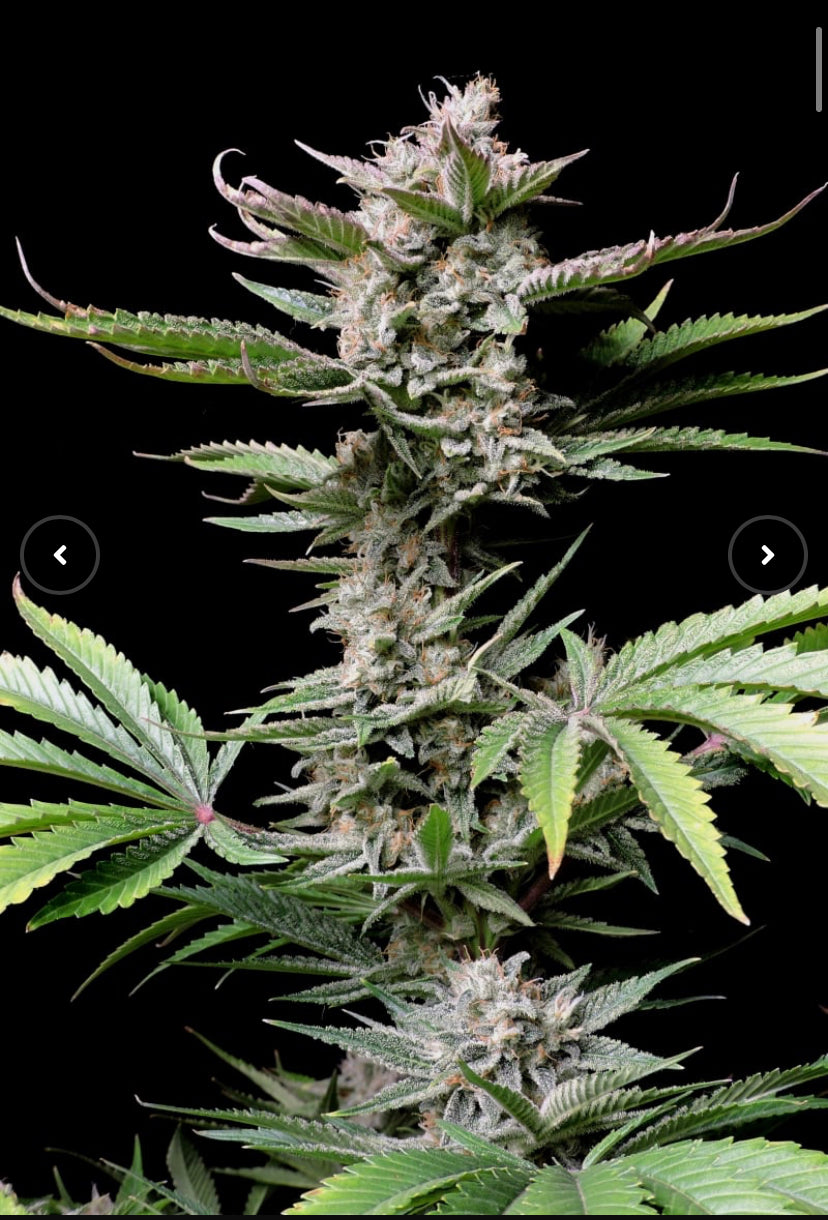 CHERRY COLA AUTO FAST BUD 420