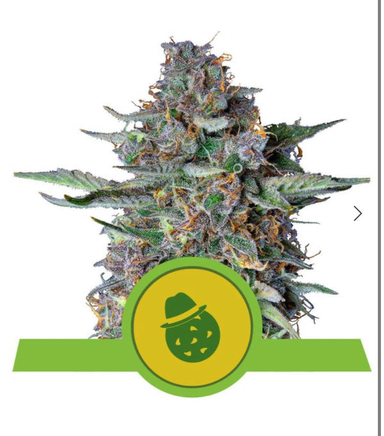 DO-SI-DOS AUTO ROYAL QUEEN SEEDS