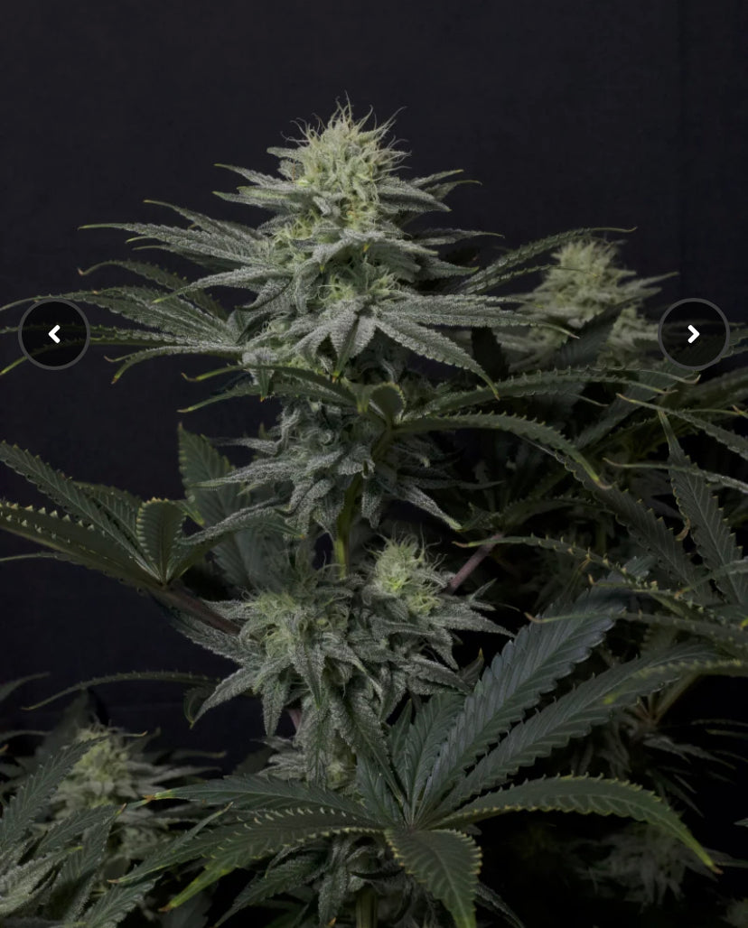 GG4 SHERBET FAST FLOWERING FAST BUD 420