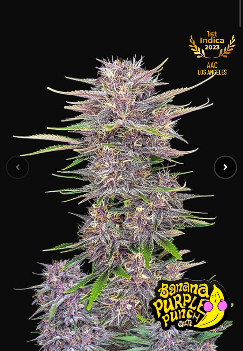 BANANA PURPLE PUNCH FAST BUD 420