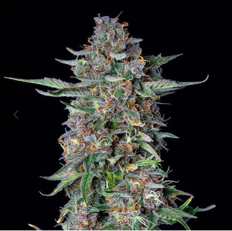 DO-SI-DOS AUTO ROYAL QUEEN SEEDS