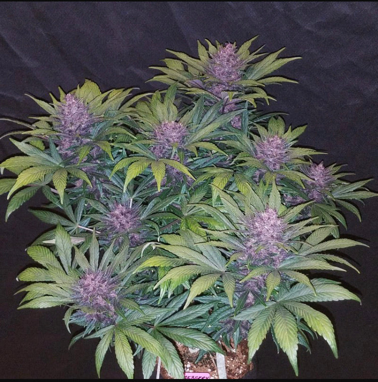 BLACK BERRY AUTO FAST BUD 420