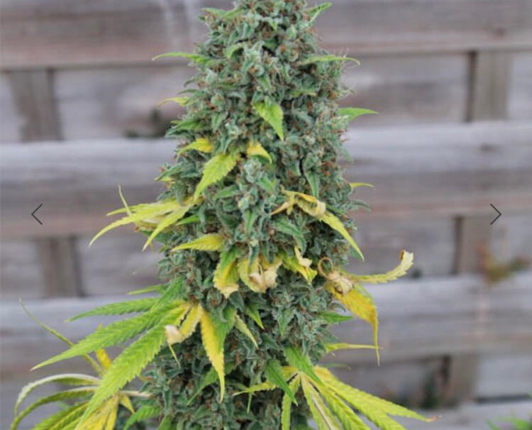 HULKBERRY ROYAL QUEEN SEEDS FEM