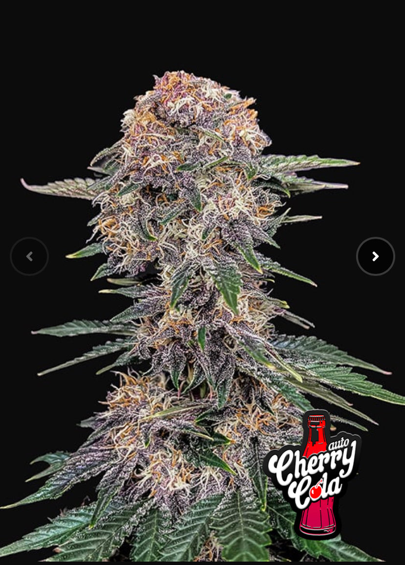 CHERRY COLA AUTO FAST BUD 420