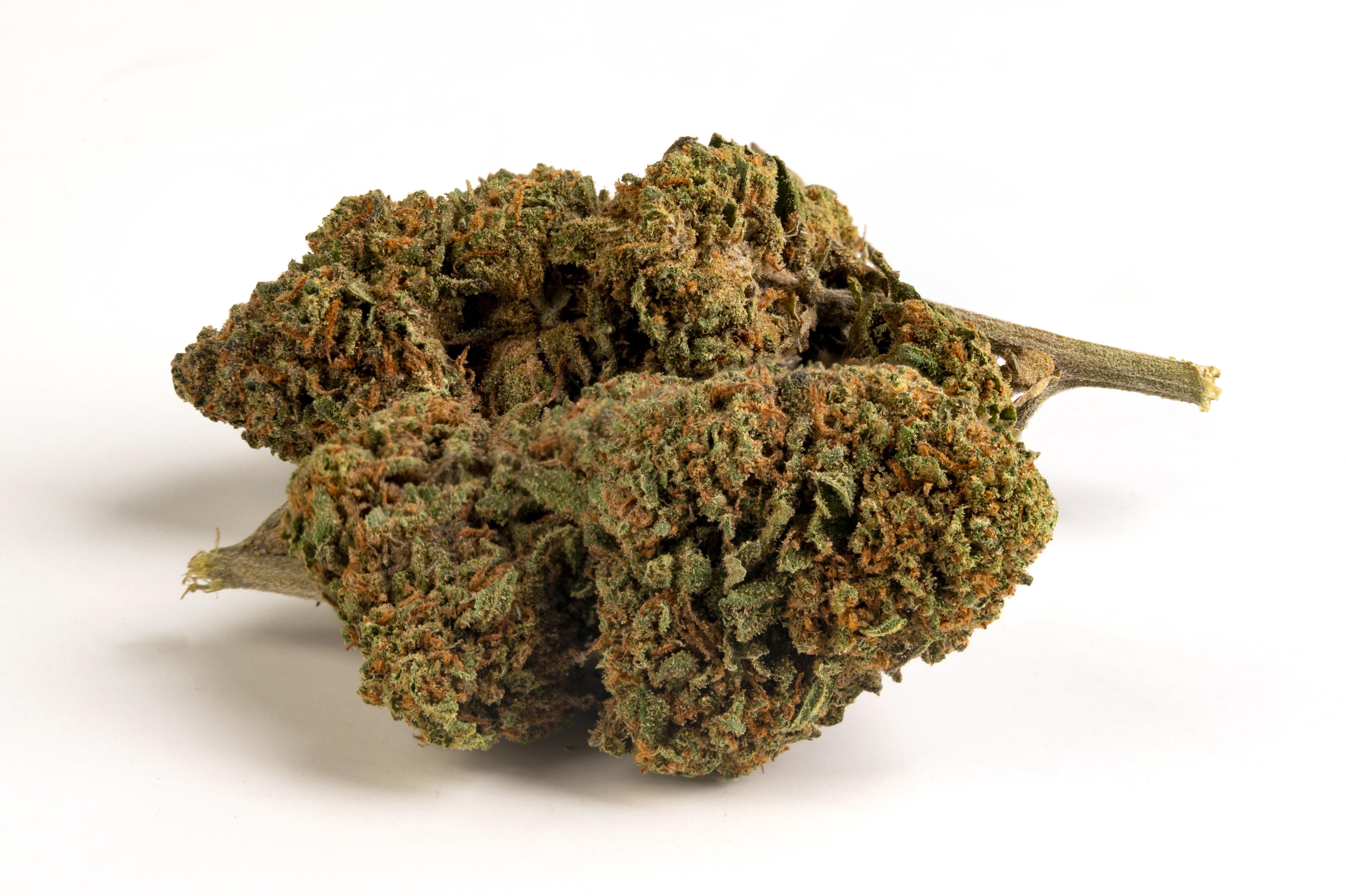 ORANGE BUD | CANNABIS LEGALE | CBD | OUTDOOR