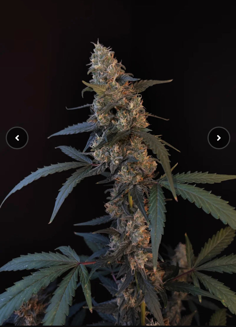 BUBBLE GUM AUTO FAST BUD 420