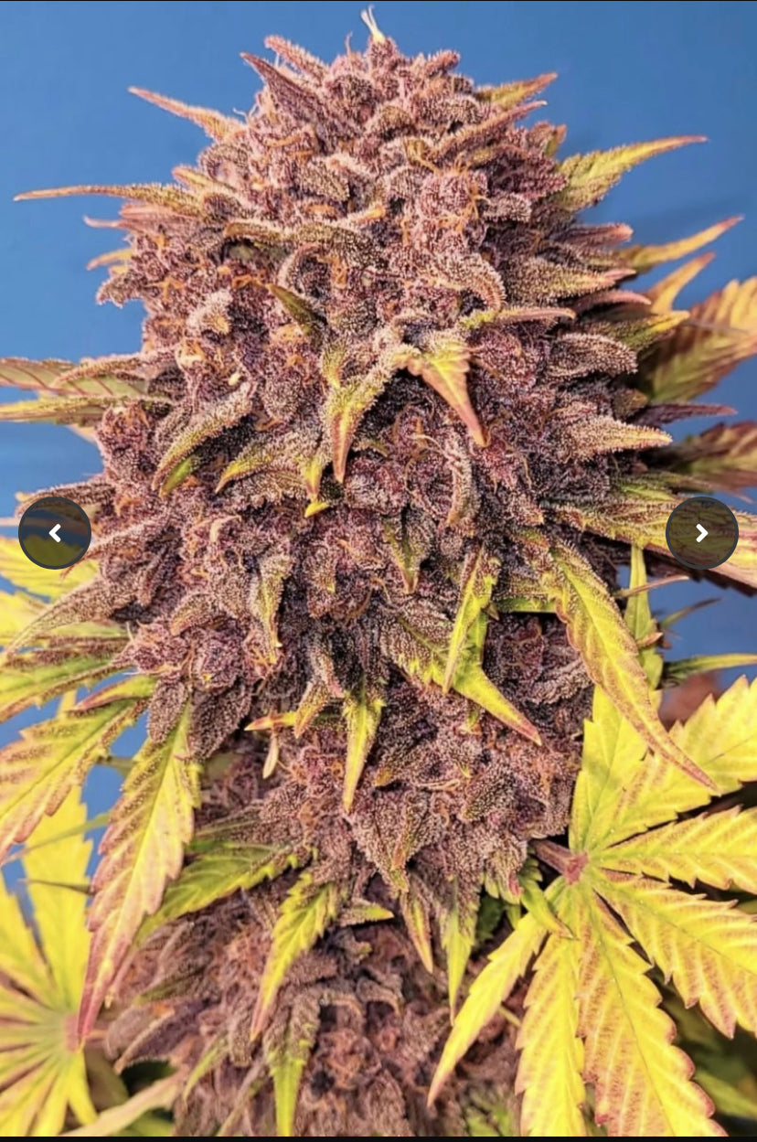 PURPLE LEMONADE AUTO FAST BUD 420