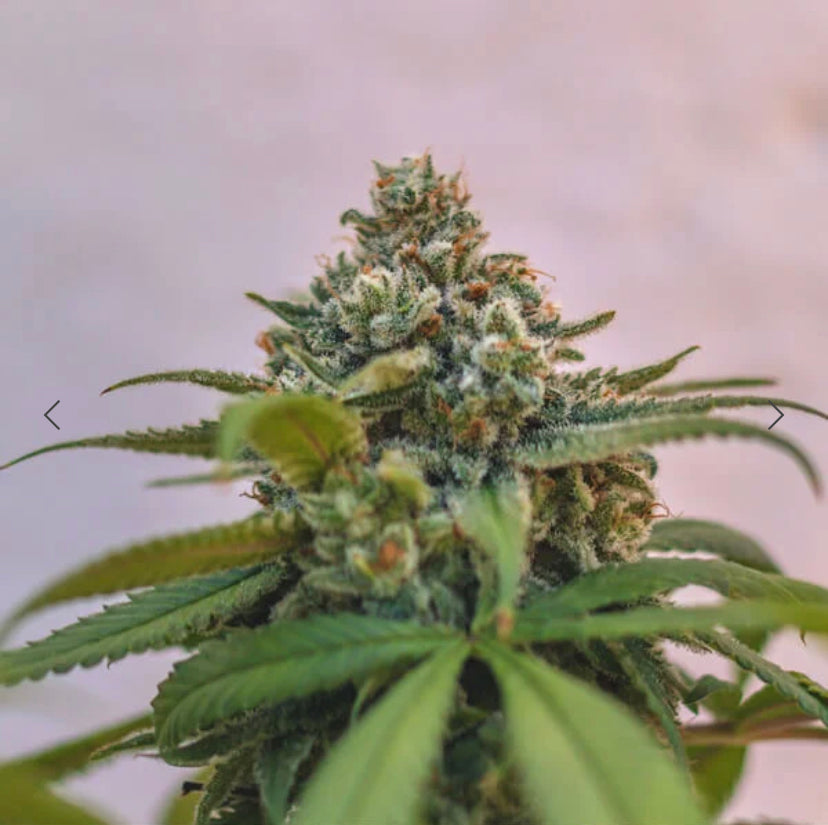 GREEN CRACK PUNCH ROYAL QUEEN SEEDS FEM