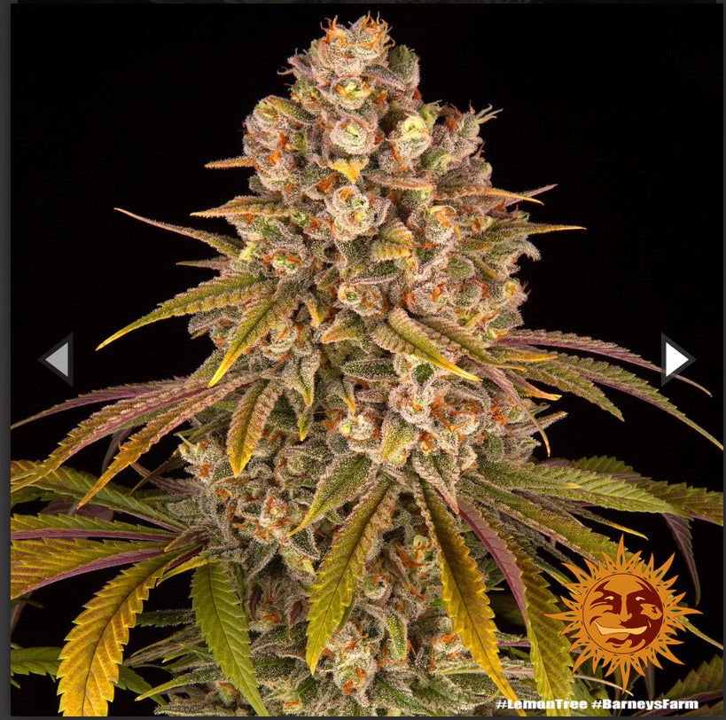 Semi Di Cannabis Femminizzati - Lemon Tree - Braney's Farm