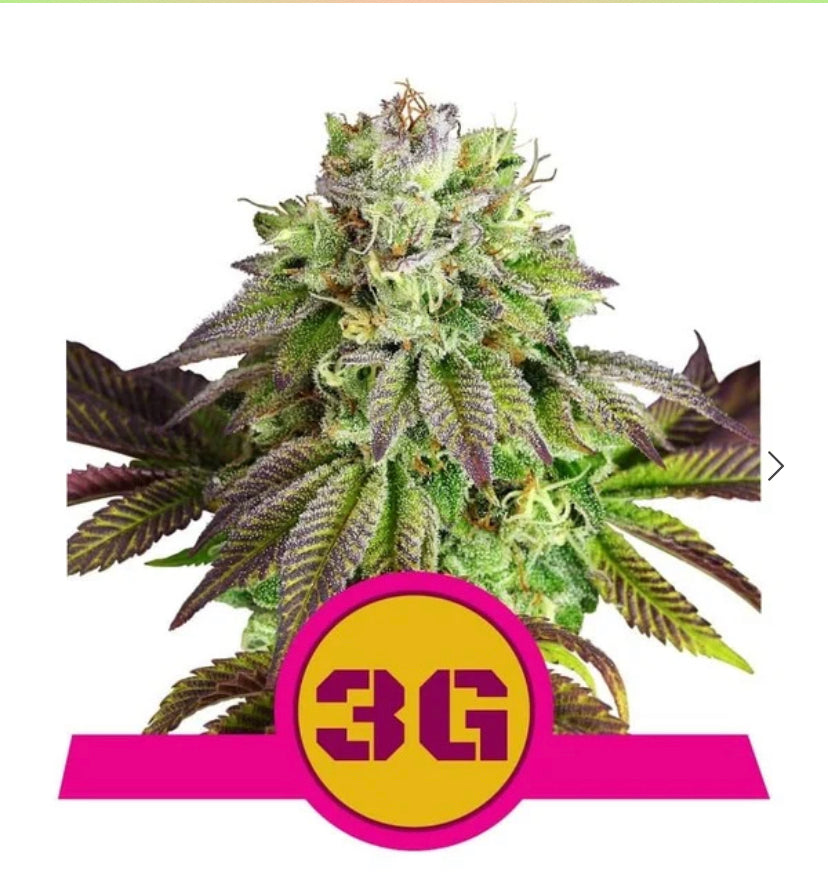 TRIPLE G FEM ROYAL QUEEN SEEDS