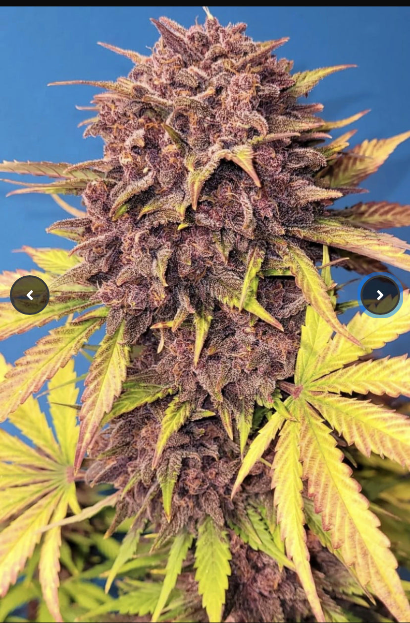 PURPLE LEMONADE AUTO FAST BUD 420