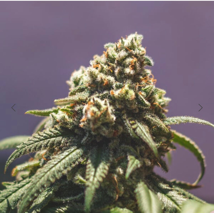 GREEN CRACK PUNCH ROYAL QUEEN SEEDS FEM