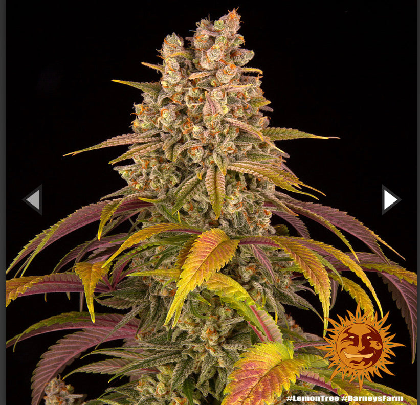 Semi Di Cannabis Femminizzati - Lemon Tree - Braney's Farm